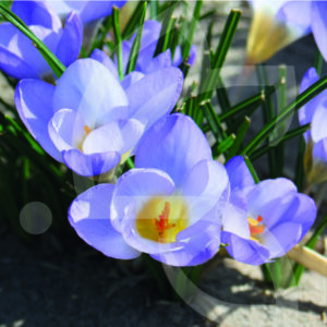 Crocus Chrysanthus Blue Pearl
