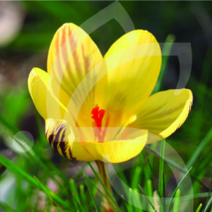 Crocus Chrysanthus Fuscotinctus