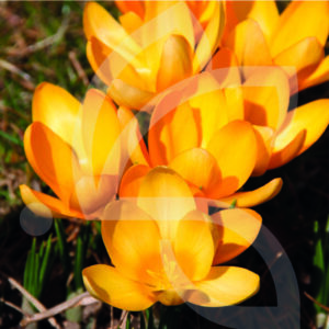 Crocus Vernus Grand Jaune