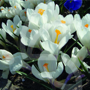 Crocus Vernus Jeanne d'Arc
