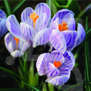 Crocus Vernus Roi des Stries
