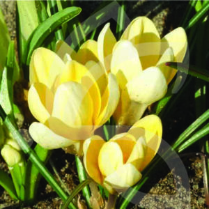 Crocus Chrysanthus Romance