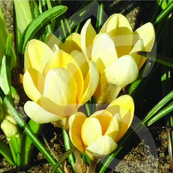 Crocus Chrysanthus Romance