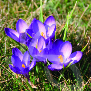 Crocus Tommasinianus Ruby Giant