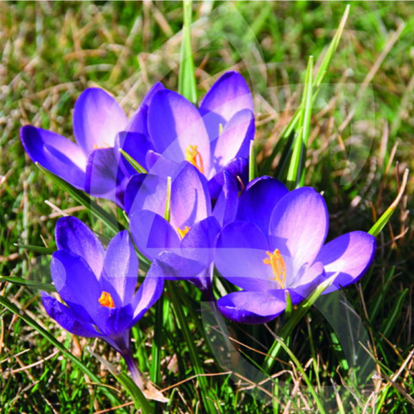 Crocus Tommasinianus Ruby Giant