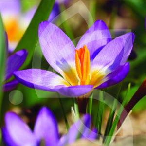 Crocus Sieberi Tricolor