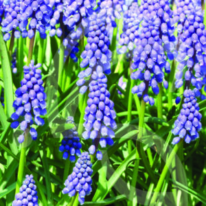 Muscari Arméniacum