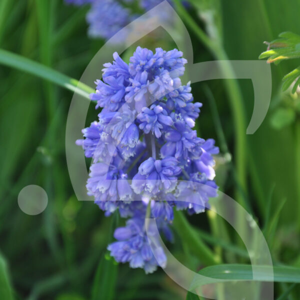 Muscari Blue Spike
