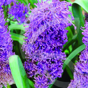 Muscari Comosum Plumosum