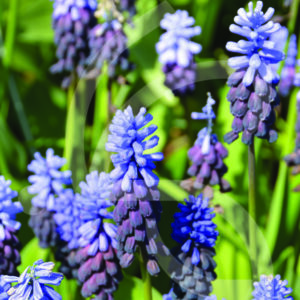 Muscari Latifolium Neglectum