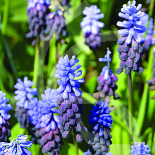 Muscari Latifolium Neglectum