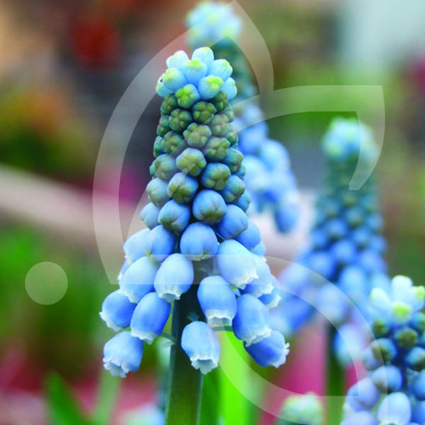 Muscari Valérie Finnis