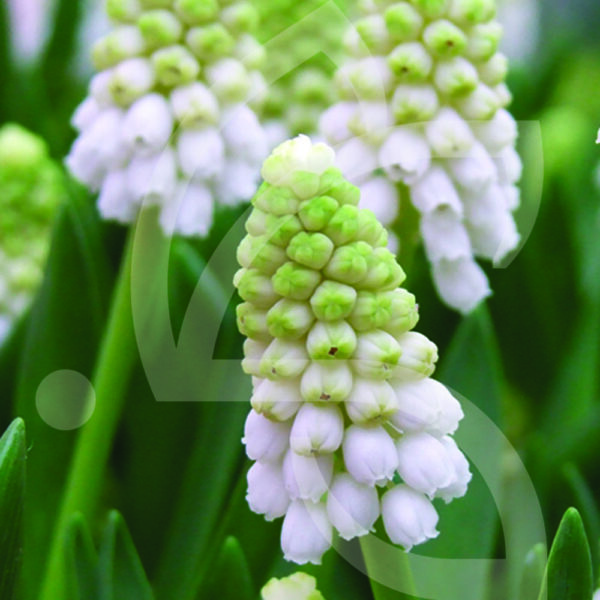 Muscari White Magic