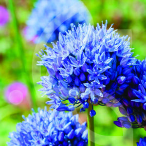 Allium Caeruleum