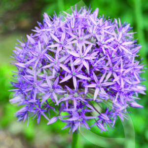 Allium Christophii