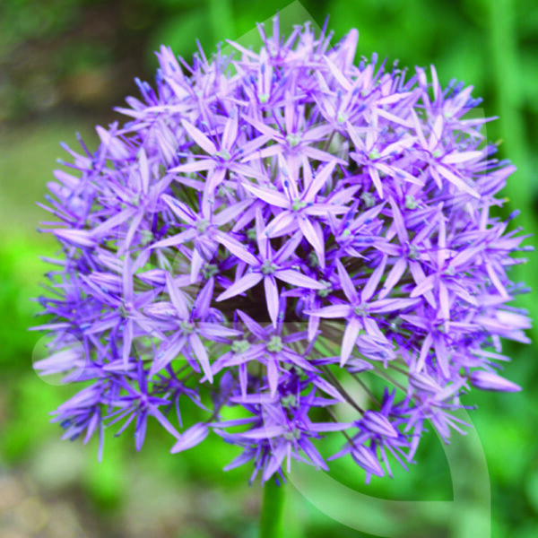 Allium Christophii