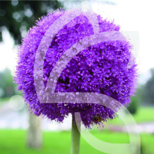 Allium Gladiator