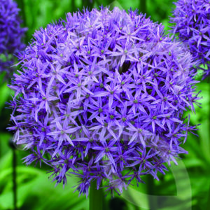 Allium Globemaster
