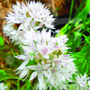 Allium Graceful