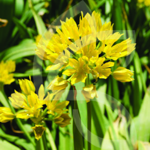 Allium Moly