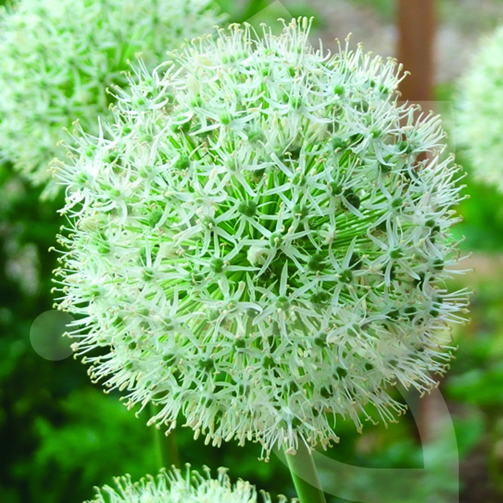 Allium Giganteum Mount Everest