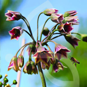 Allium Nectaroscordum