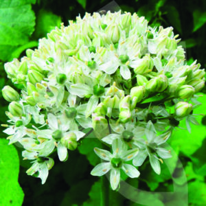 Allium Nigrum