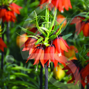 Fritillaire Impériale Aurora
