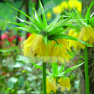 Fritillaire Impériale Lutéa