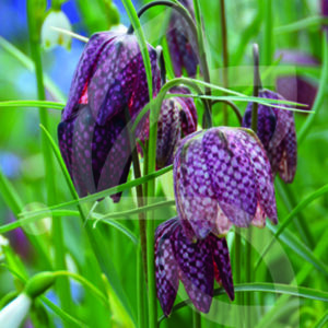 Fritillaire Méléagris