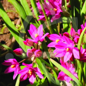 Allium Oreophilum