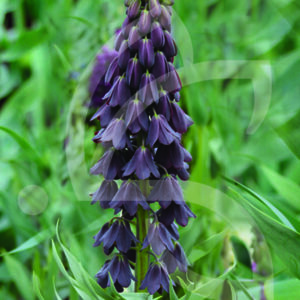 Fritillaire Persica Noire