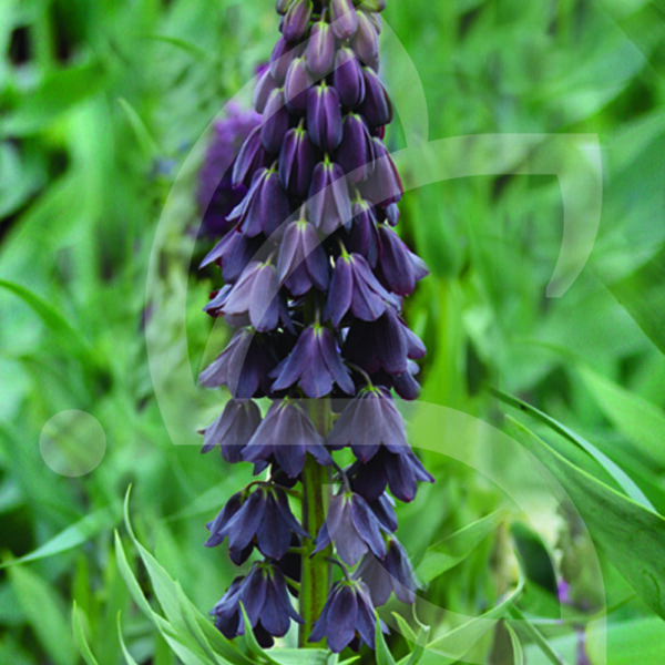 Fritillaire Persica Noire