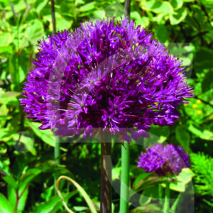 Allium Purple Sensation