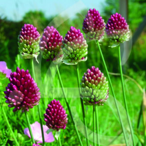 Allium Sphaerocephalon