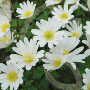 Anémone Blanda White Splendour