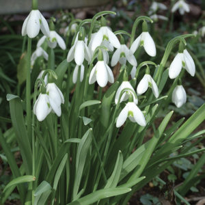 PERCE NEIGE GALANTHUS ELWISII GEANT