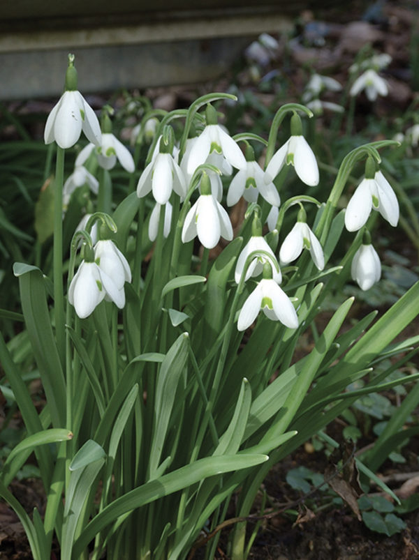 PERCE NEIGE GALANTHUS ELWISII GEANT