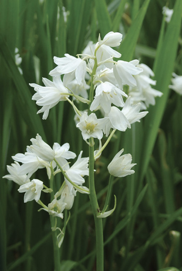 SCILLE CAMPANULE BLANC