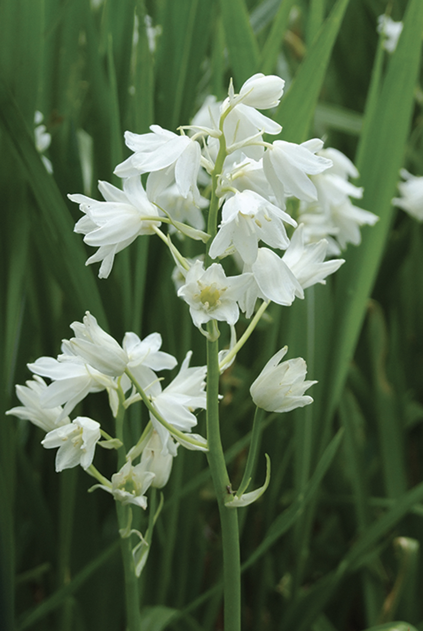 Scille Campanule Blanc - NOVA-FLORE