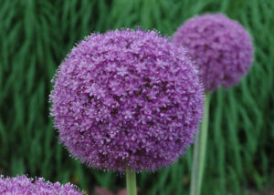 ALLIUMS