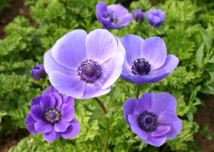 ANEMONES