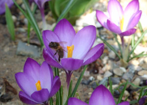 CROCUS