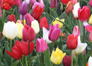 TULIPES