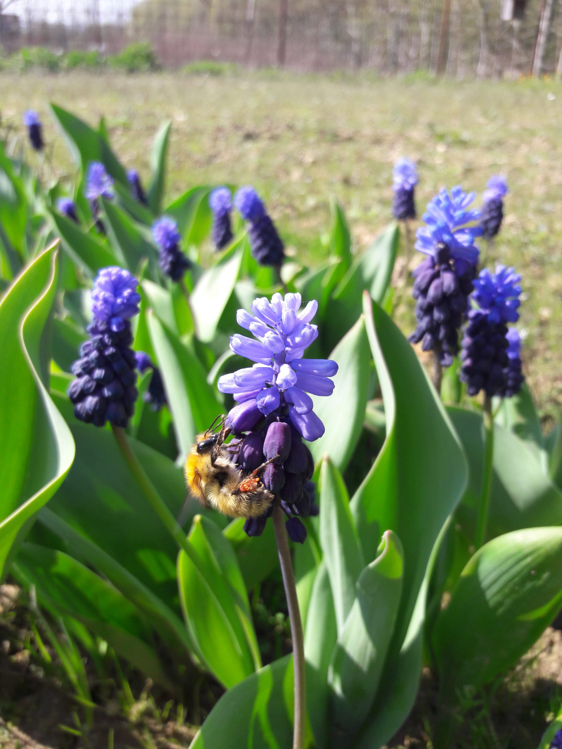 protéger les pollinisateurs