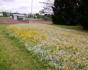 prairie fleurie