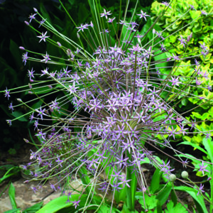 Allium