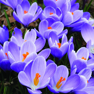 Crocus