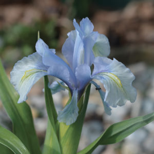 Iris