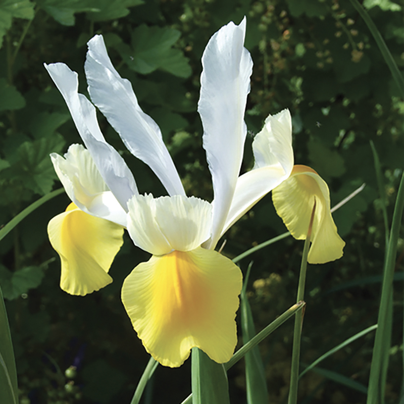 Iris Hollandica Apollo NOVAFLORE